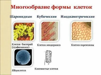 Клетка круглой формы