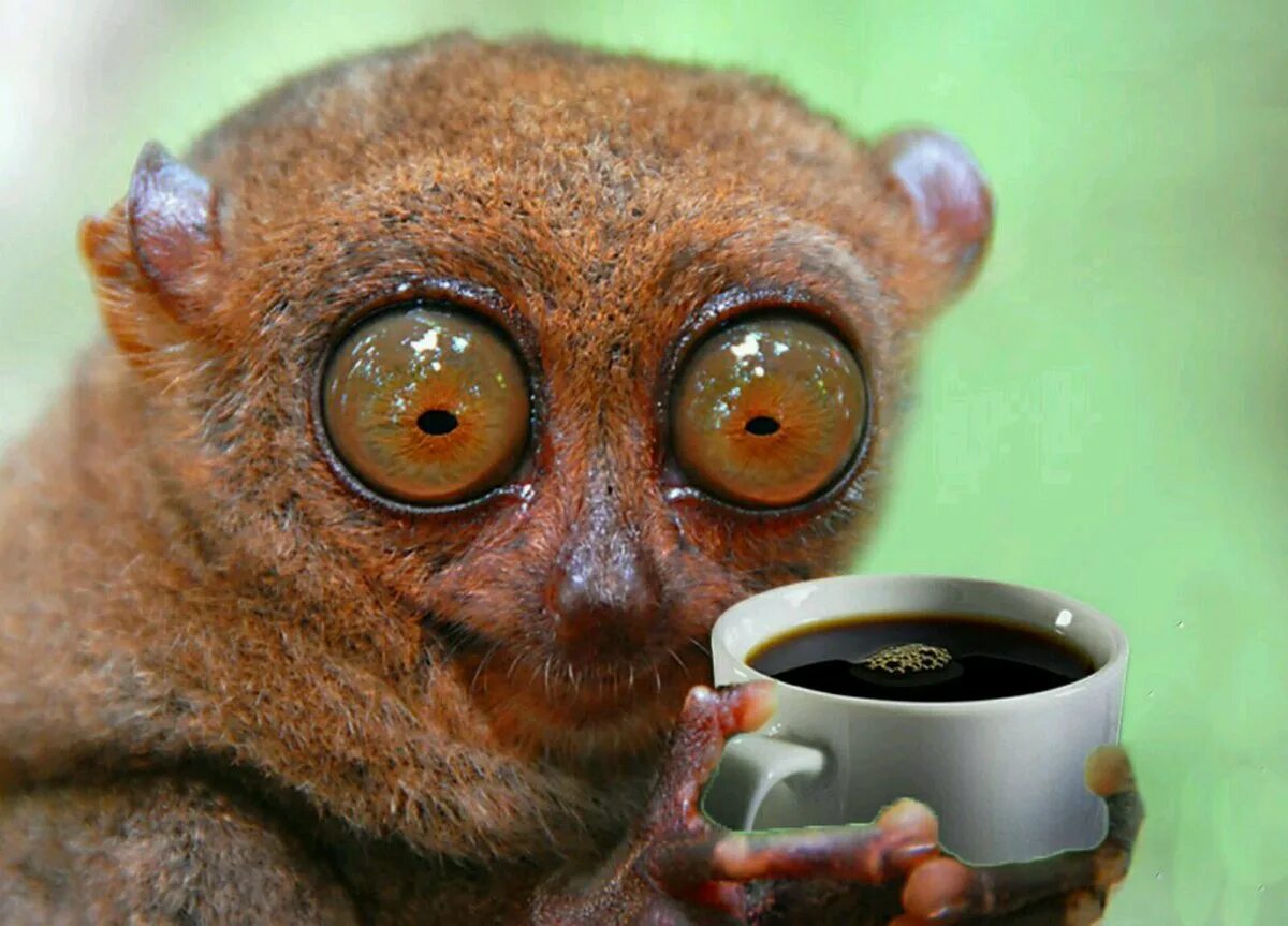 Глазища. Животные с выпученными глазами. Животные с выпуклыми глазами. Кошачья мордочка. Испуганный кот.