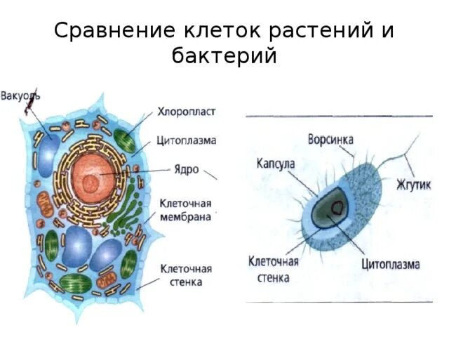 Растительная клетка и бактериальная клетка сравнение. Сравнить строение клетки растений и клетки бактерий. Сравнение растительной и бактериальной клетки. Клетка растения и клетка бактерии сравнение. Сходство и различие бактерий и растений