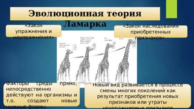 Эволюционное учение тест. Эволюционное учение. Эволюционное учение тест 9 класс по биологии. Контрольная работа по биологии по теме эволюция 9 класс. Контрольная работа по биологии учение об эволюции.