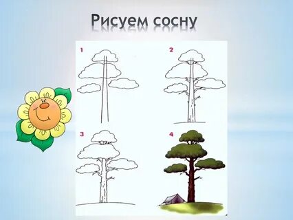 Сосны схема 1 класс
