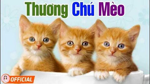 Котики 3 4