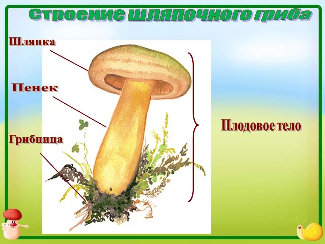 Строение шляпочного гриба. Строение шляпочных грибов 7 класс. Строение шляпочного гриба без подписей. Строение тела гриба.