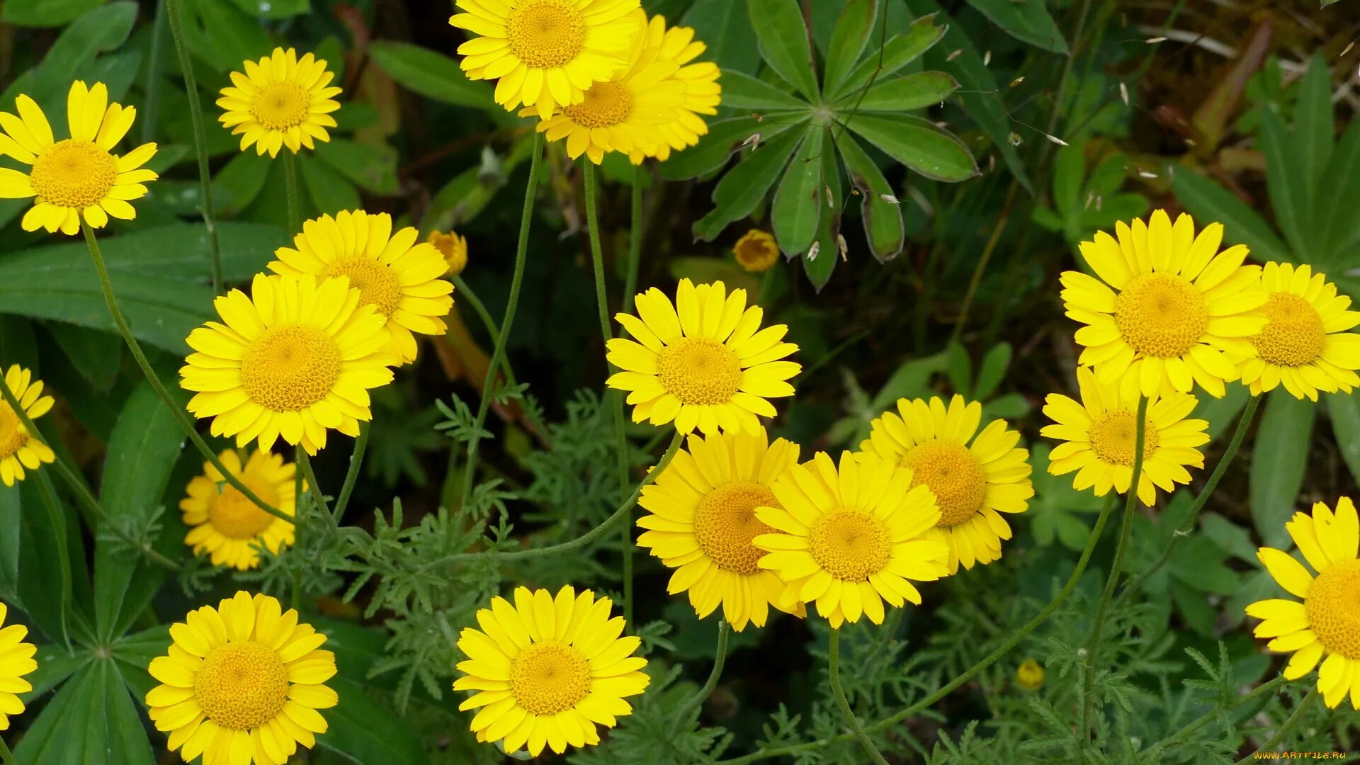 Желтый цветок похожий на ромашку. Многолистник луговой. Желтые полевые цветы. Многолетник луговой желтый. Дороникум.