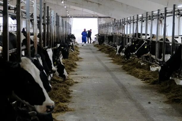 Совхоз южно-сахалинский. Троицкое. Троицкое. Мтз южный сахалин. Совхоз южно-сахалинский продукция.