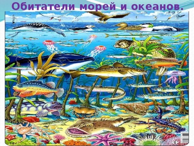 5 слоев океана. Обитатели океана для детей. Подводный мир морей и океанов для дошкольников. Водные обитатели для дошкольников. Животные морей и океанов для детей.