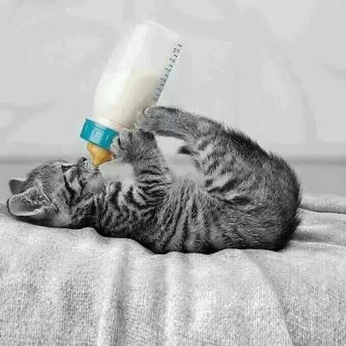 Какое молоко пьют котята. Бутылочка для котят. котенок пьет молоко. соска для котят. котенок с сосочкой.