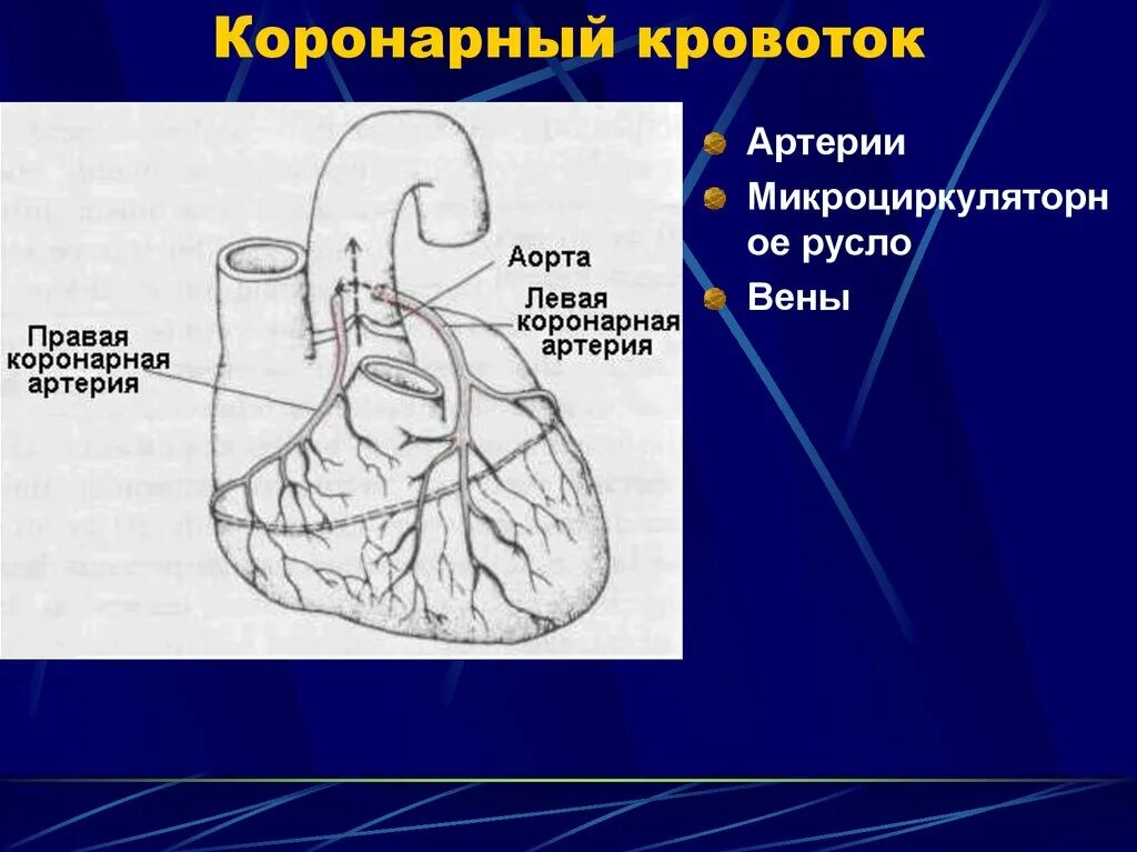 Расширяет коронарные сосуды. Коронарный кровоток. Кровоток в коронарных сосудах. Коронарные артерии схема.