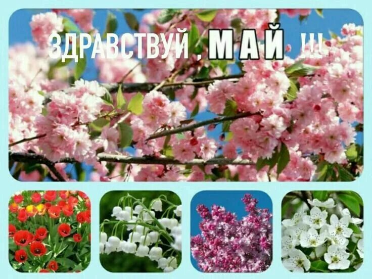 Месяц май. Летний май месяц. Месяц май фото. Цветы месяца мая. Май месяц 2017 года