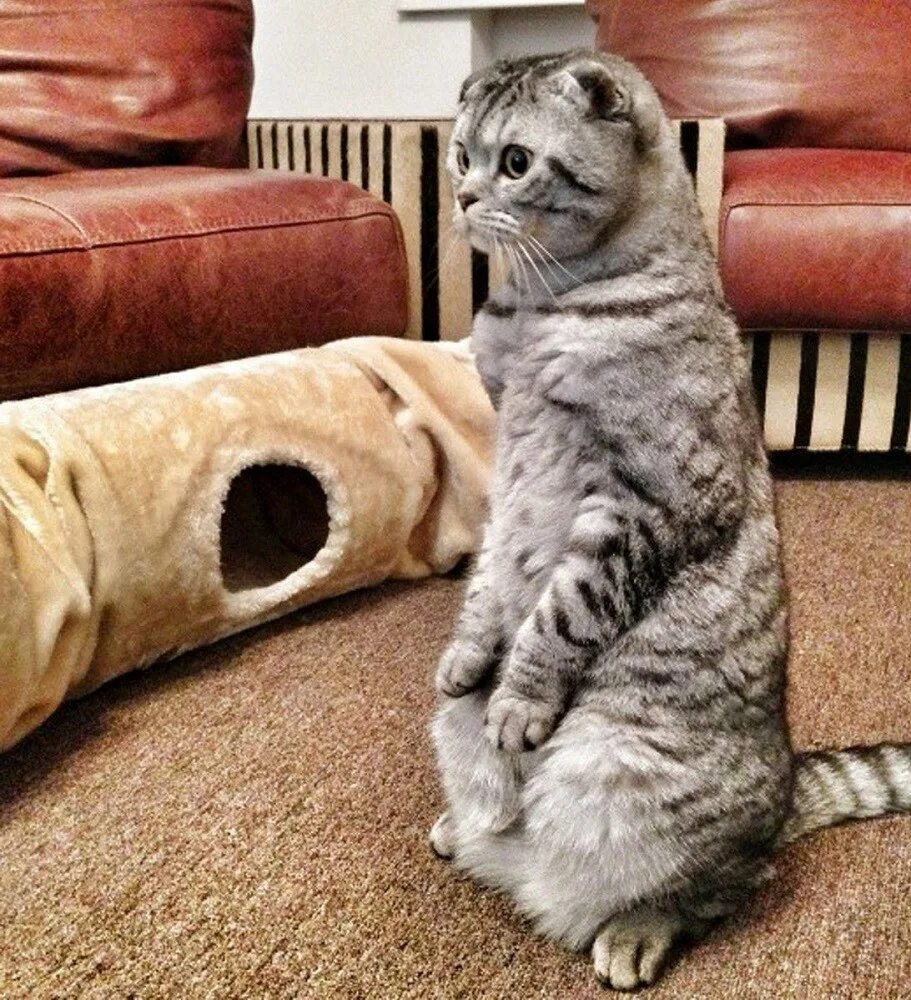 Шотландская вислоухая кошка. Скоттиш-фолд Шотландская вислоухая кошка задние. Скоттиш фолд лапы. Скоттиш фолд смесь. Котик на задних лапках