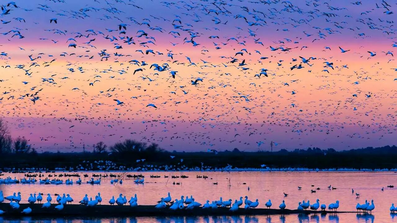 Стая птиц. Много птиц. Птицы над озером. Стая птиц над озером.