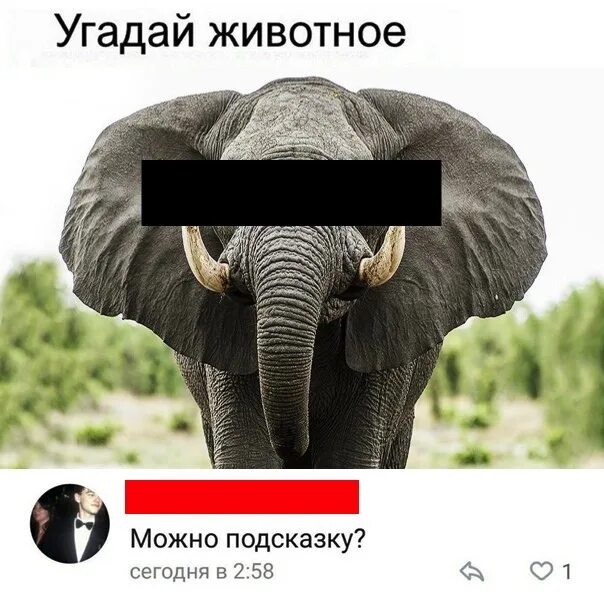 Игра отгадай животное. Агадуй. Угадай животные для детей. Угадай животное. Животные угадать.