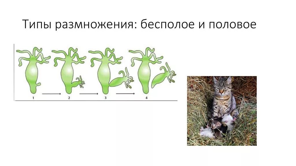 Каковы особенности бесполого размножения 6 класс. Бесполое размножение. Типы размножения. Половое и бесполое размножение. Типы бесполого размножения.