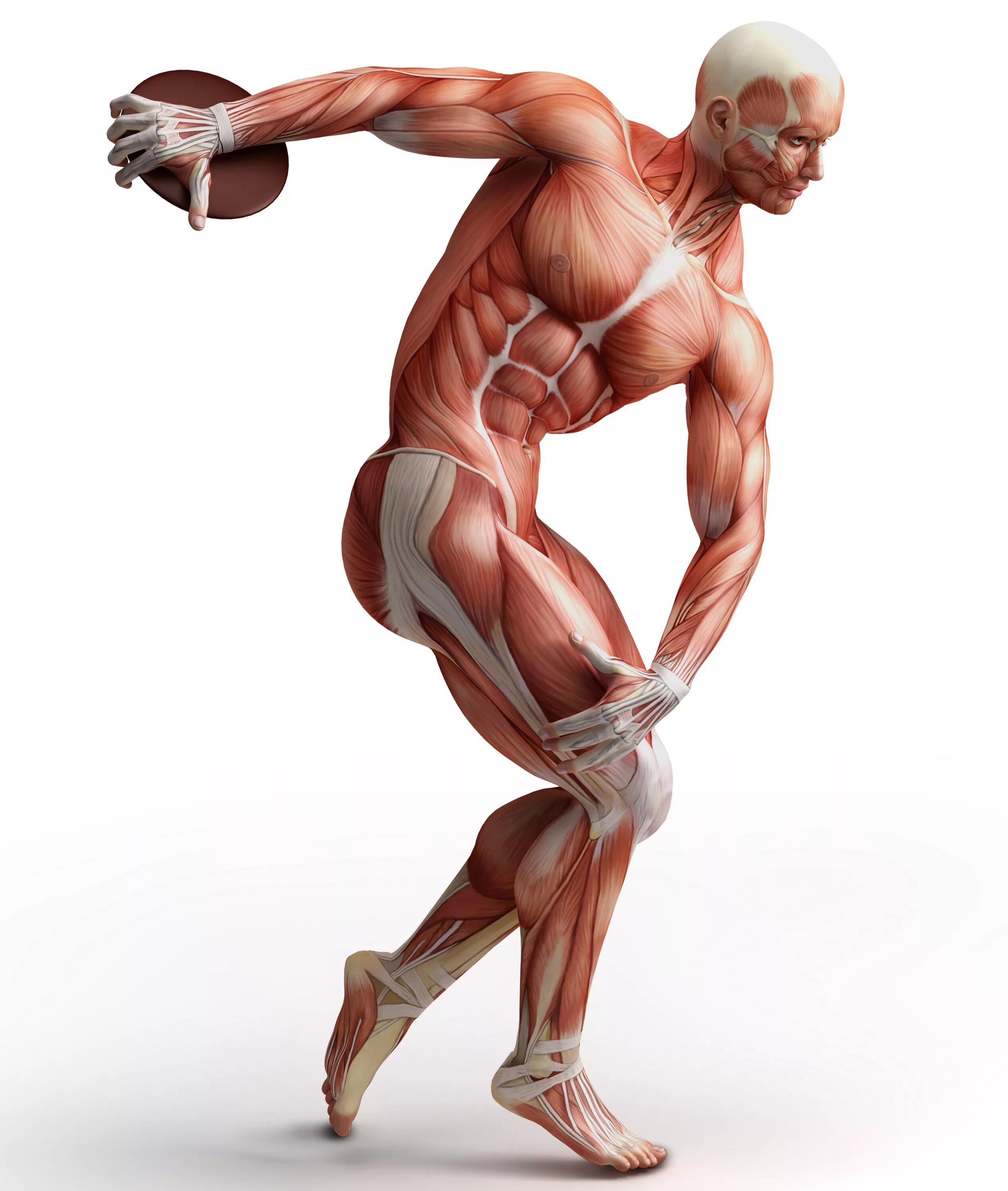 Мышцы орган человека. Мышечная анатомия человека. Анатомия мышц. Мышечная система мускулатура человека. Анатомия человека мишц.