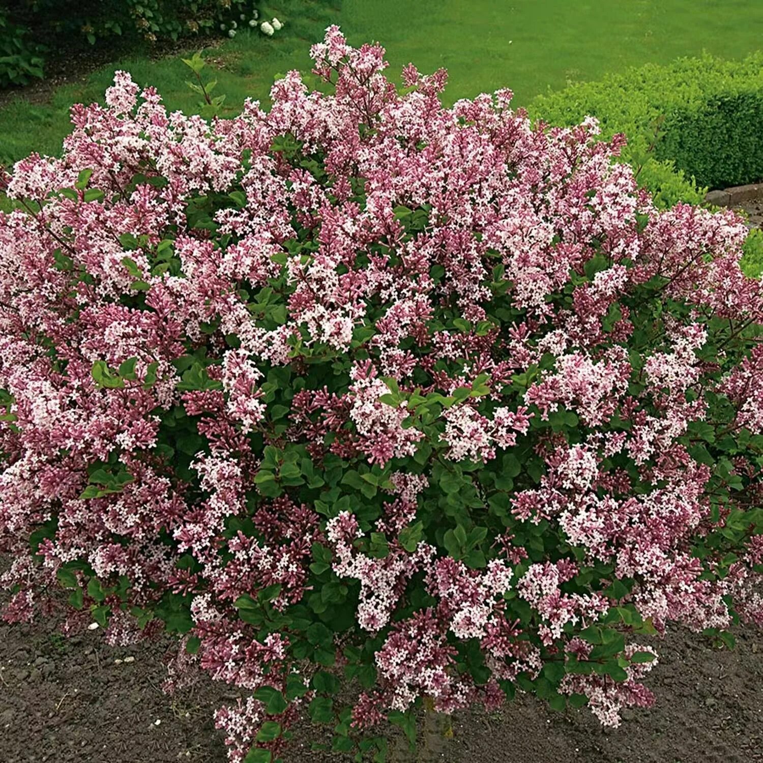 Сирень Мейера Палибин. Сирень Мейера (Syringa meyeri `Palibin`). Сирень meyeri Palibin. Сирень Мейера 'Palibin' ("Палибин"). Сирень майер