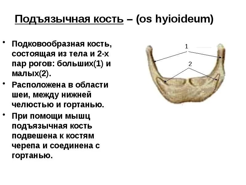 Подъязычная кость анатомия строение. Большие и малые рога подъязычной кости. Строение черепа подъязычная кость. Большой рог латынь. Строение черепа подъязычная кость.