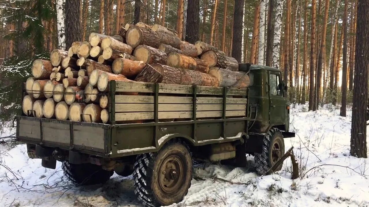 Сколько дров на зиму. Газ-66 шишига с дровами. газ 53 газ 66 дрова. газ 66 за дровами. газ 3307 с дровами.