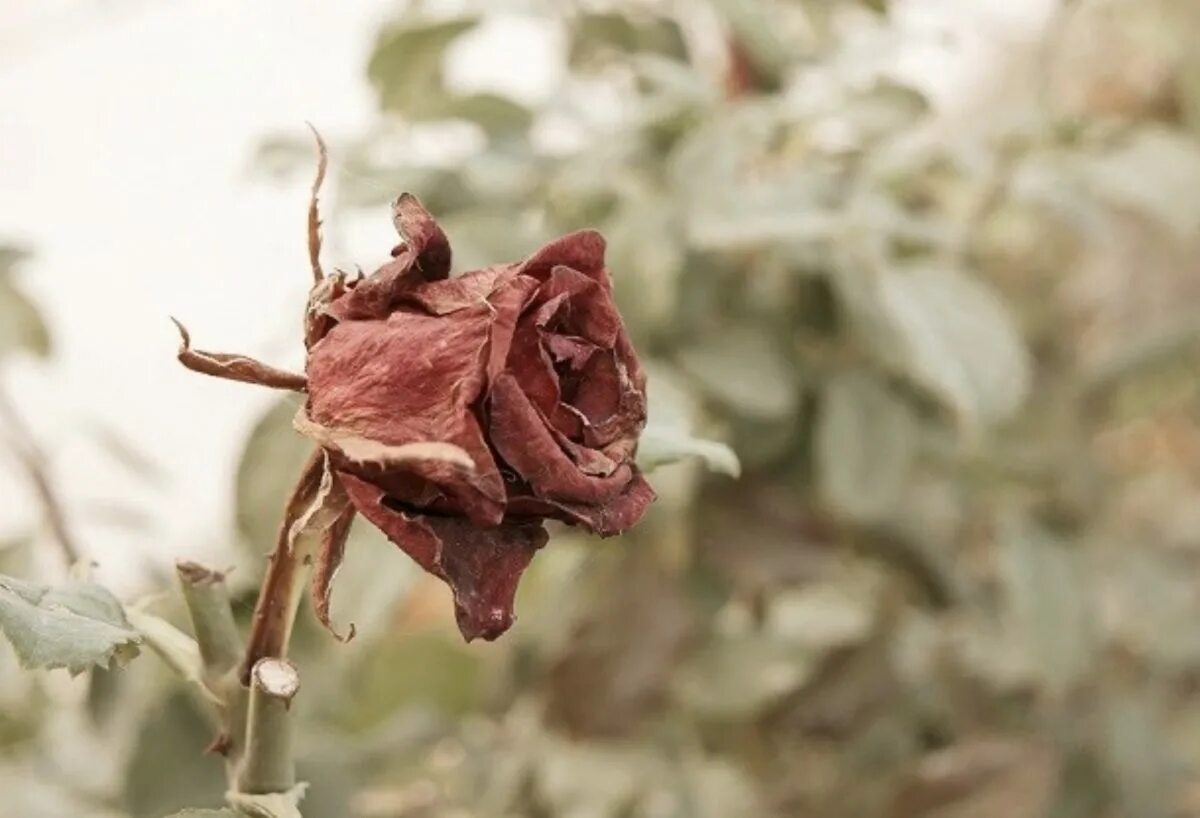 что сделали с розой когда она завяла. комнатная роза чахнет. увядшая роза зед. завядшая роза. засохла роза кордана.