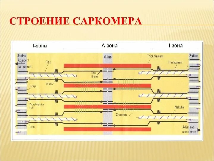 Сокращение саркомера. Строение саркомера биохимия. Строение саркомера. Схема строения саркомера. Опишите строение саркомера.