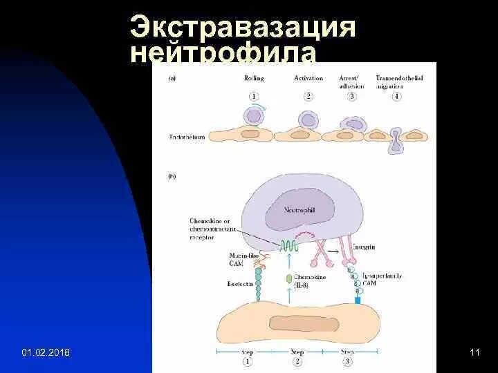 Что такое экстравазация. Белки острой фазы воспаления презентация. экстравазация лейкоцитов.