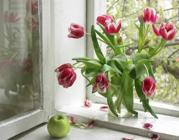 Тюльпаны на окне. Букет тюльпанов на окне. Тюльпаны на подоконнике. Тюльпаны в вазе на подоконнике.