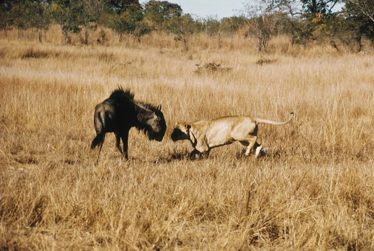 Охота львов в дикой природе африки. Львица охотится. Саванна охота львов. Видео охоты диких животных. Охота на диких животных.