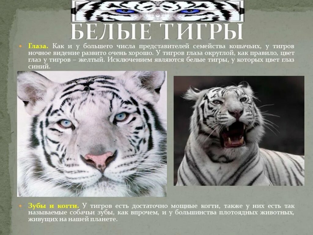 Белый тигр 2 класс. Интересные факты о белом тигре. интересные факты о белых тиграх. интересные факты про белых тигров. белый тигр доклад.
