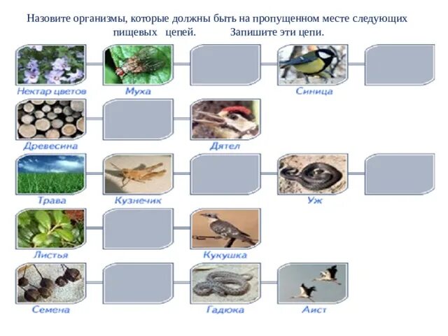 Пищевая цепь нектар муха. Пищевая цепь нектар цветов Муха синица. Нектар цветов Муха синица цепь. Нектар Муха синица цепи питания. Пищевая цепь нектар цветов Муха.