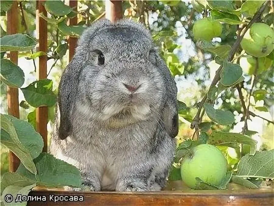 Можно кролику яблоко. Яблочные кролики. Кролик с яблоками. Кролик в период плодоношения. Можно ли кроликам яблоки.