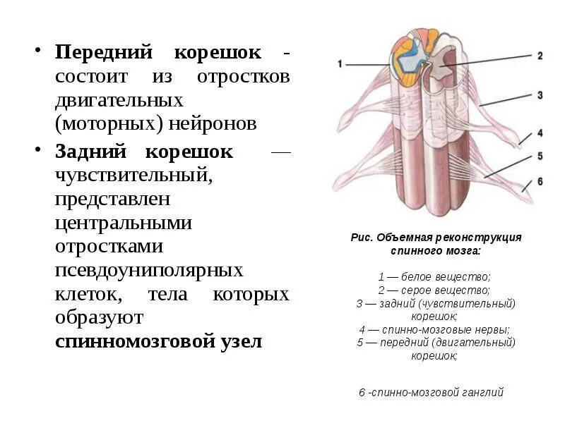 Спинной мозг выходит из. Функции задних Корешков спинного мозга. Из чего состоят передние и задние корешки спинномозговых нервов. Передний и задний корешки спинного мозга функции. Задние корешки нервов спинного мозга функции.