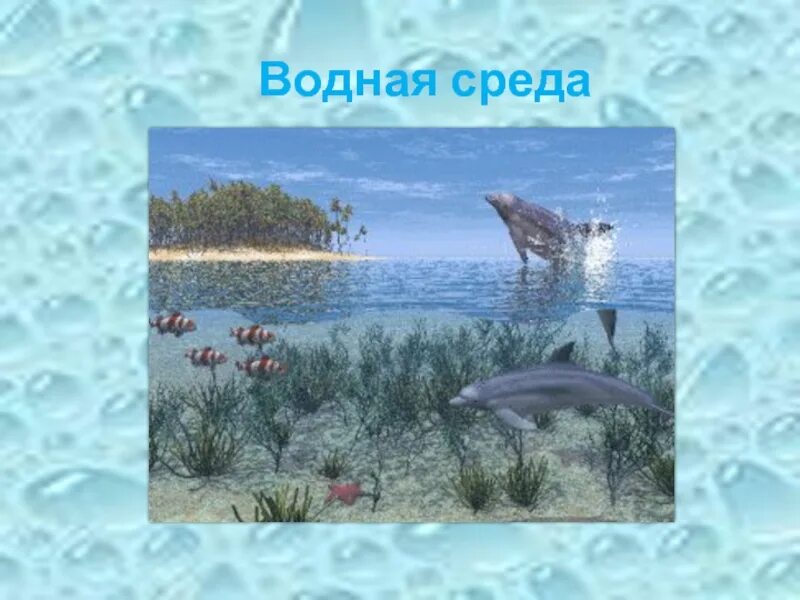 Обитатели водной среды жизни. Презентация водная среда. Водная среда биология 5 класс. Водная среда обитания рисунок. Среда обитания вода 5 класс биология