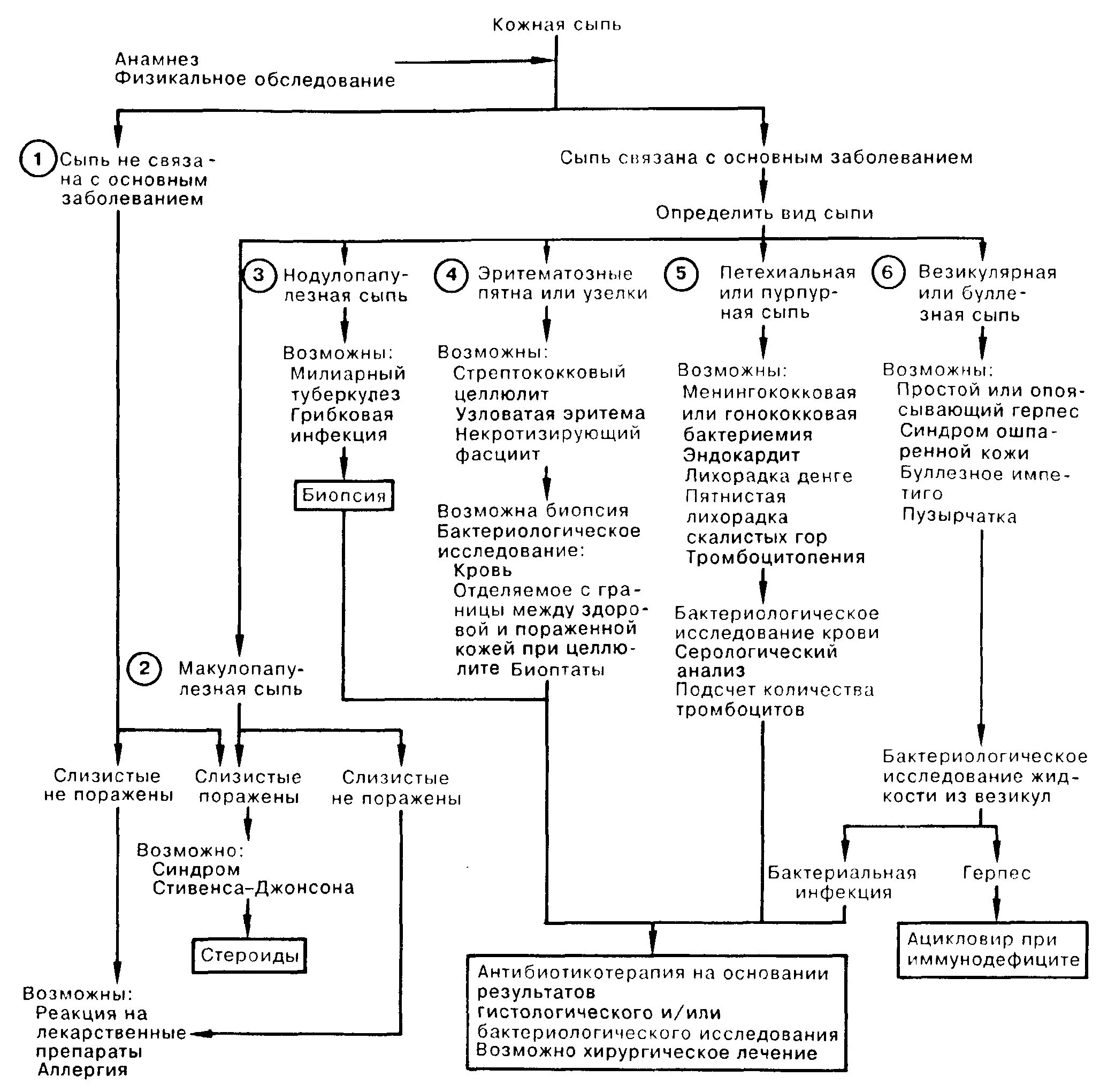 Обследования при заболеваниях крови. Патогенез пузырчатки схема. Схема изучения инфекционных болезней. Петехиальная сыпь патогенез. План обследования при высыпаниях.