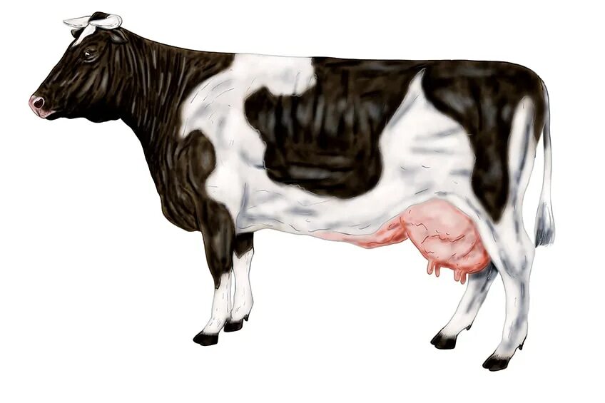 Cow body