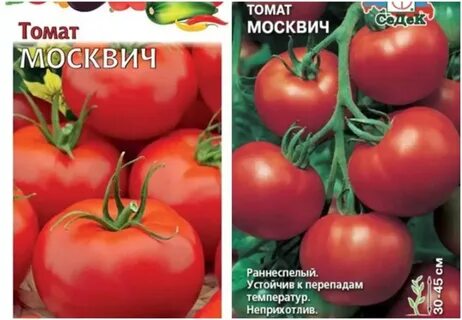 Томат москвич фото