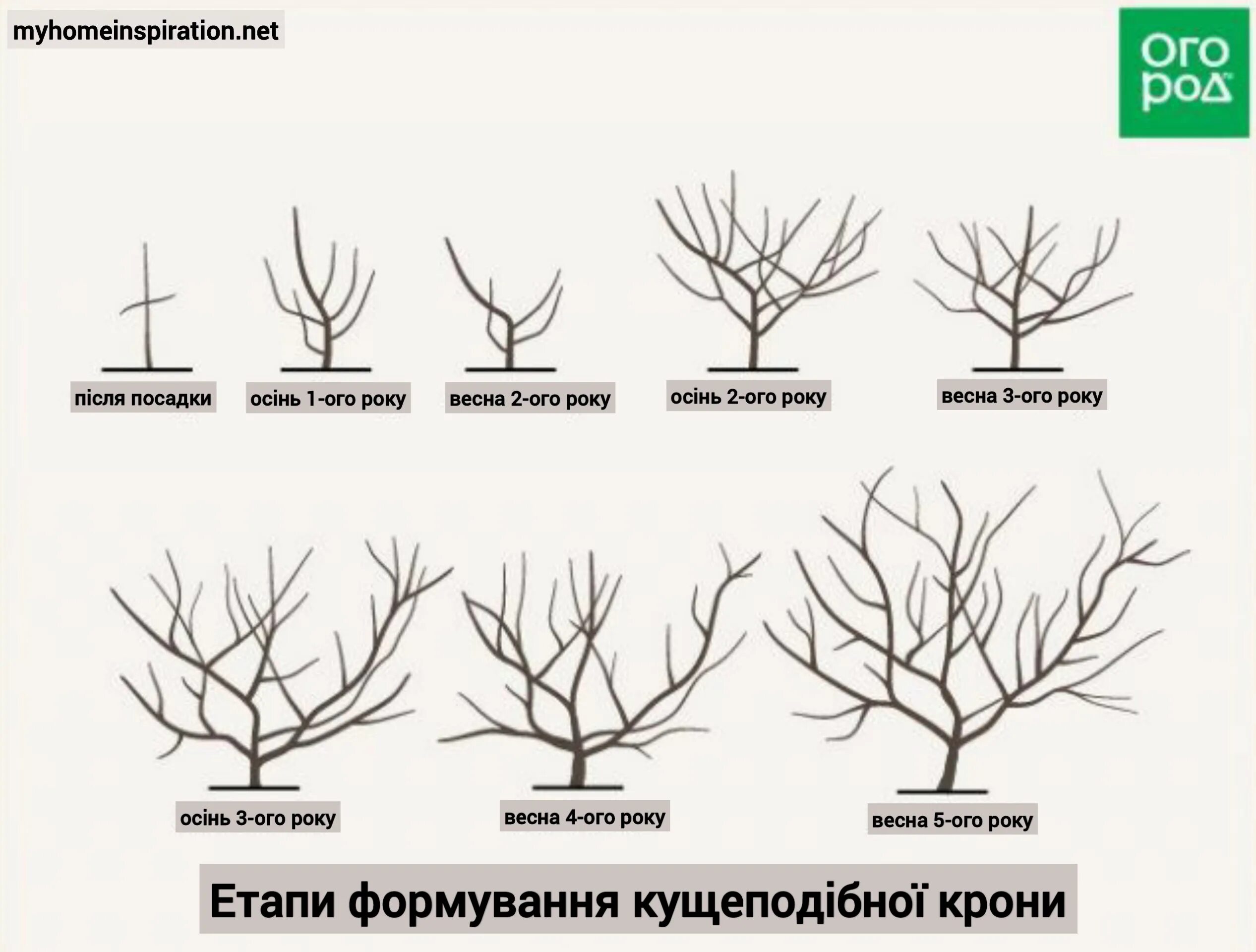 Как обрезать плодовые деревья весной для начинающих. Подрезка яблонь весной схема. Обрезка яблони формирующая схема. Обрезка плодовых деревьев схема весной. Обрезка абрикоса чашей схема.