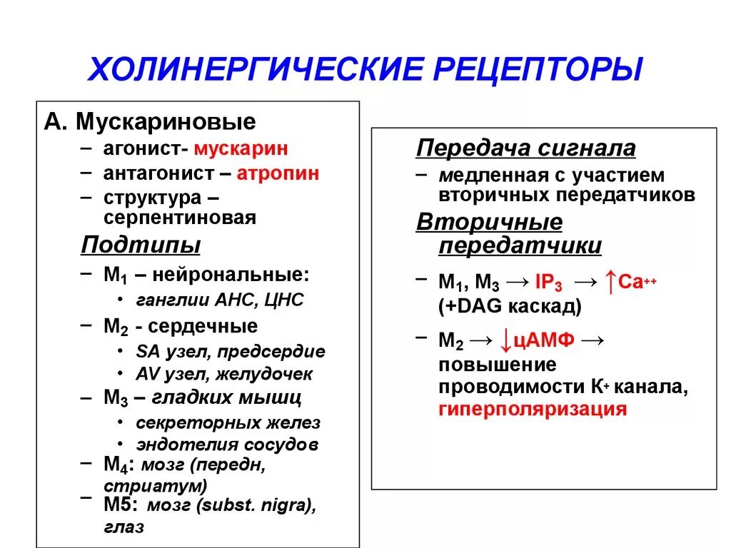 Локализация холинорецепторов. Холинергические рецепты. М холиновые рецепторы. Холинергические рецепторы. Холинергические рецепторы локализация.