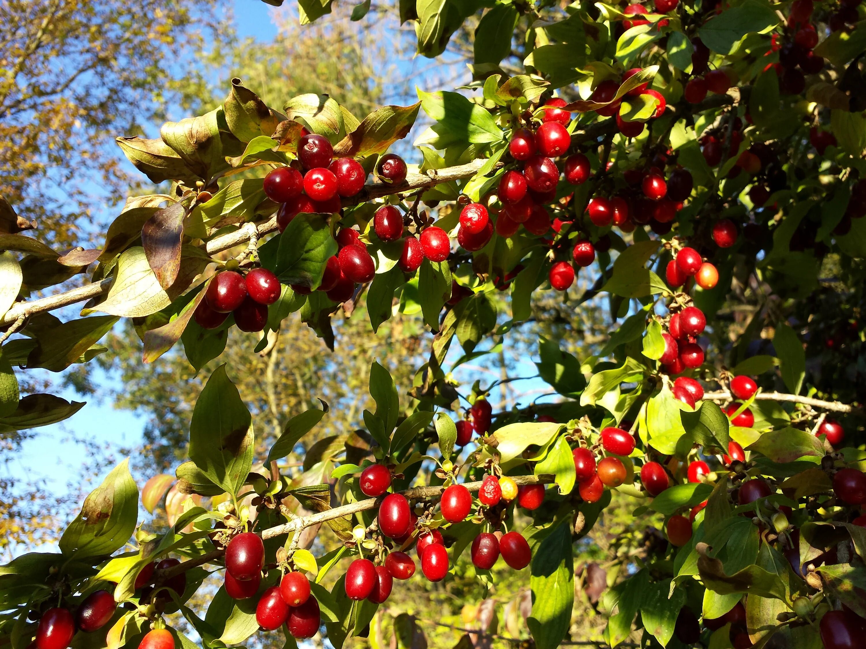 Кизил Cornus mas. Кизил обыкновенный - Córnus mas. Кизил Крымский дерево. Кизил мужской (Cornus mas l.). Кизил дикий дерево