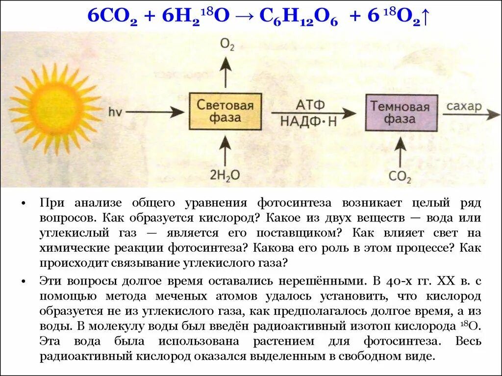 Световая фаза расщепление. Кислород образуется из. Образование углекислого газа реакция. Процесс образования углекислого газа. Кислород при фотосинтезе образуется в процессе.