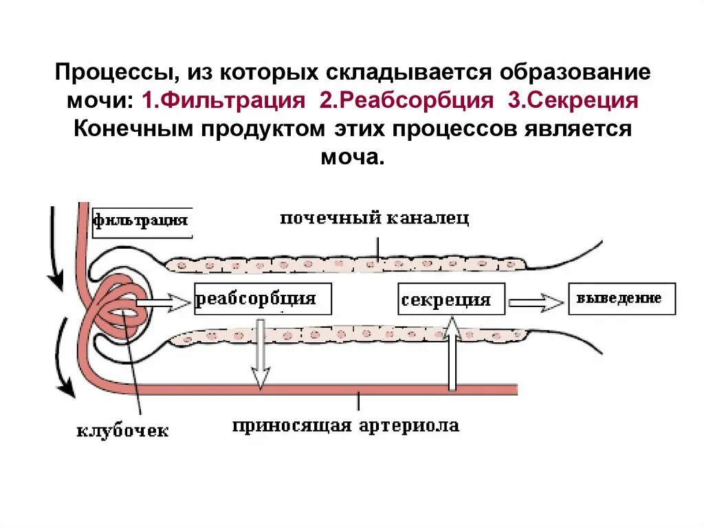 Схема мочеобразования фильтрация реабсорбция и секреция. Механизм образования мочи фильтрация реабсорбция секреция. 2. Процесс мочеобразования: фильтрация, реабсорбция, секреция. Функция почек фильтрация и реабсорбция. В почках фильтруется моча кровь лимфа