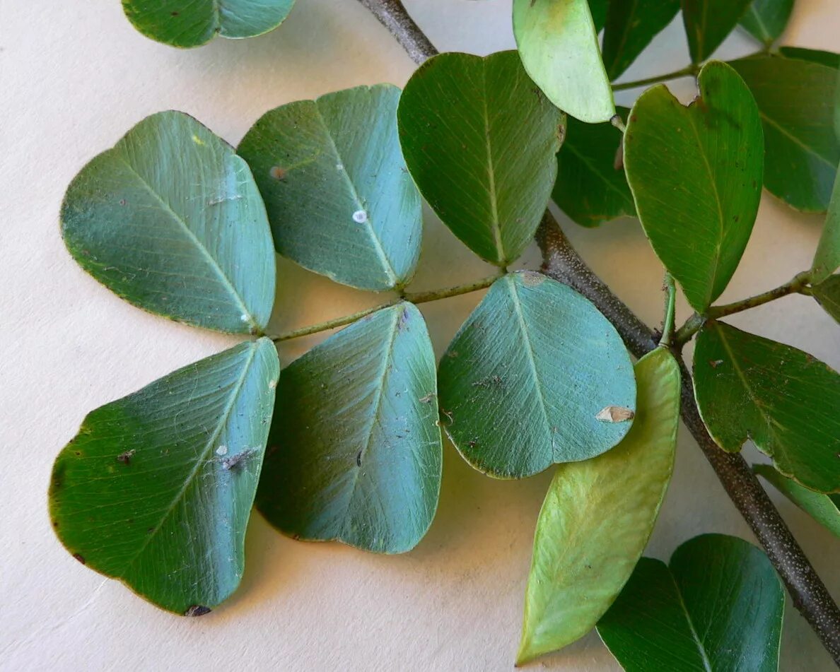 Кампешевое дерево. Haematoxylum campechianum. сандаловое дерево кампеш. кампешевое дерево (haematoxylon campechianum). кампеш из кампешевого дерева.