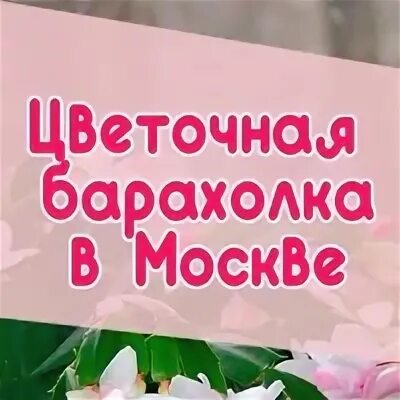 Цветочная барахолка старая. Цветочная барахолка. Цветочная барахолка в Москве. Цветочная барахолка в Пензе. Цветочная барахолка Березники.