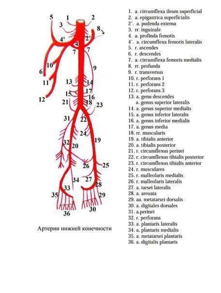 Аорты нижних конечностей. Кровоснабжение конечностей анатомия. Кровоснабжение нижней конечности схема. Кровоснабжение верхней конечности анатомия схема. Схема артериального кровотока верхней конечности.