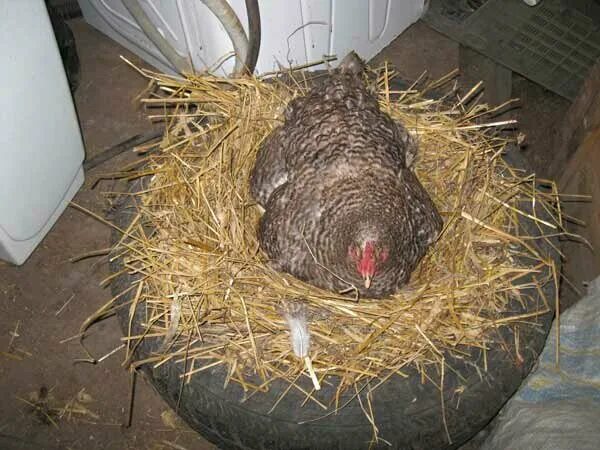 Можно ли под курицу подкладывать яйца. Наседка курица высиживает яйца. Гнездо для наседки. Гнездо для квочки. Гнездо для наседки курице.