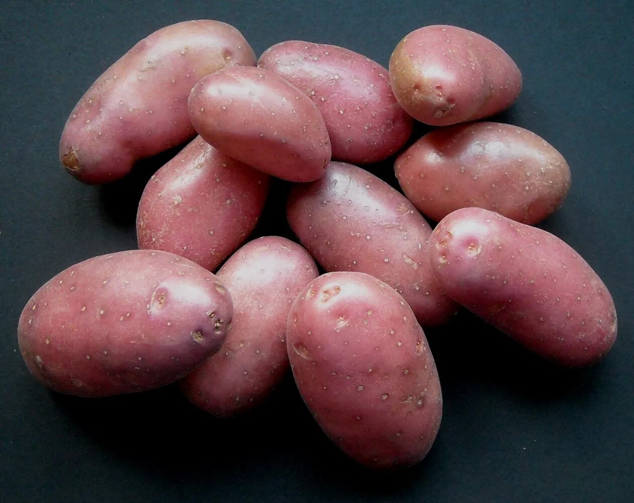 Какой сорт картофеля рассыпчатый. Ред Скарлет, Беллароза:. Сорт картофеля Беллароза. Картофель семенной Беллароза.