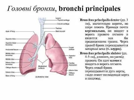 Легкое на латыни