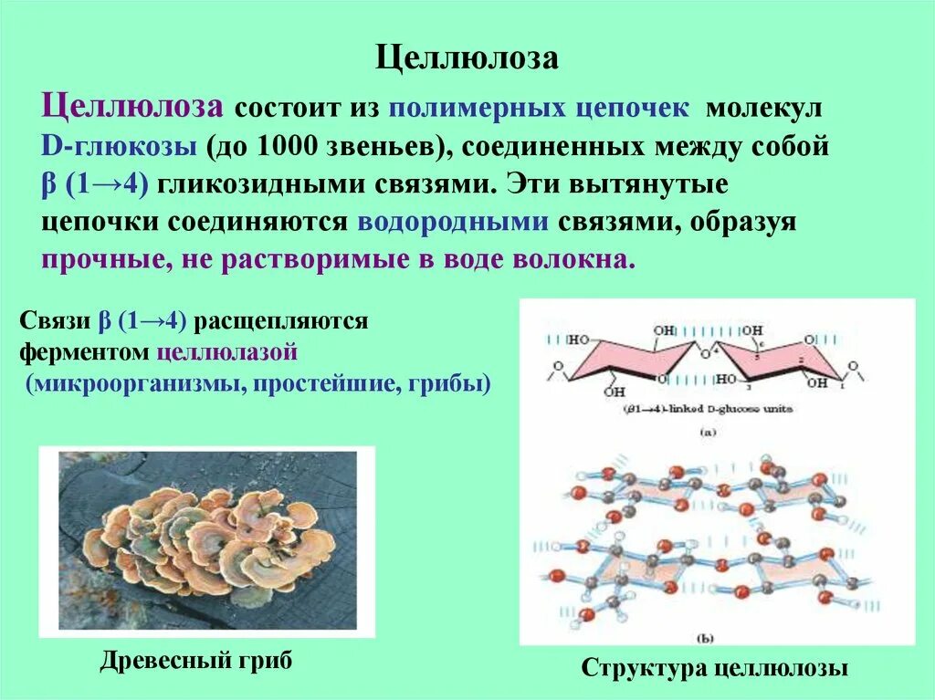 Из чего состоит целлюлоза