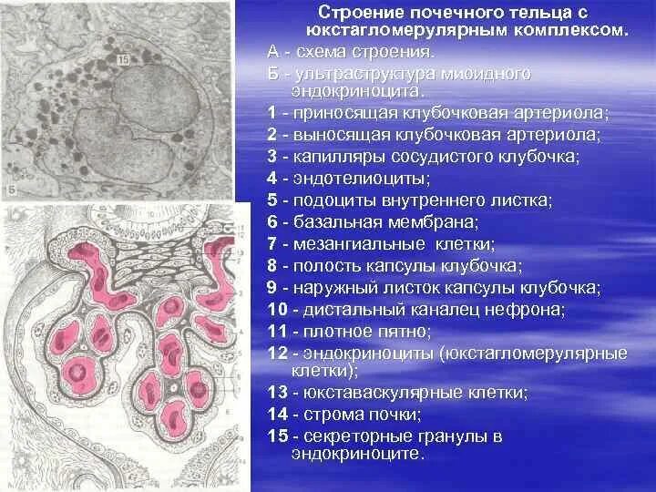 Строение почечного тельца. Ультраструктура почечного тельца. Почечное тельце гистология. Капилляры почечного тельца. Почечное тельце почки