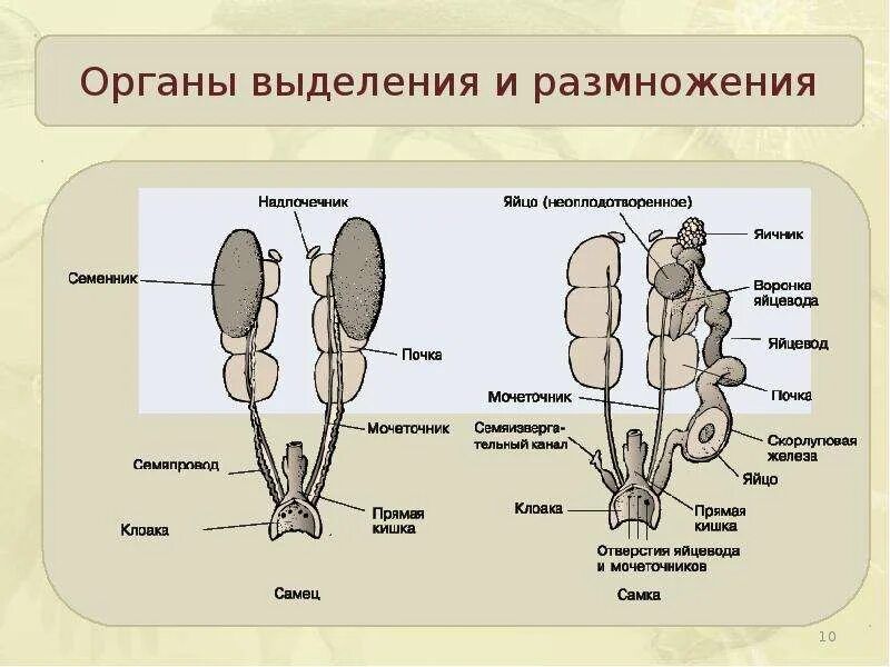 Строение выделительной системы птиц. Органы размножения птиц схема. Система органов размножения птиц. Половая система птиц строение. Особенности строения органов размножения птицы