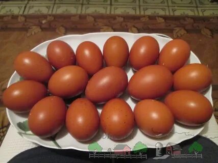 Куры маран цвет яиц