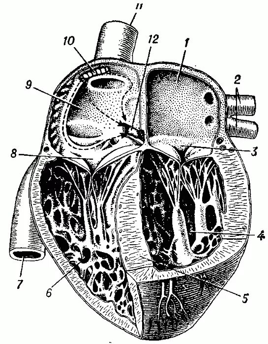 Срез сердца человека. Строение сердца человека. Человеческое сердце схема. Схема строения сердца продольный разрез.